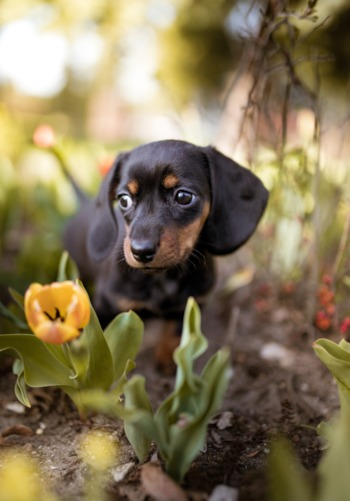 Dachshund Puppy For Sale - Lone Star Pups